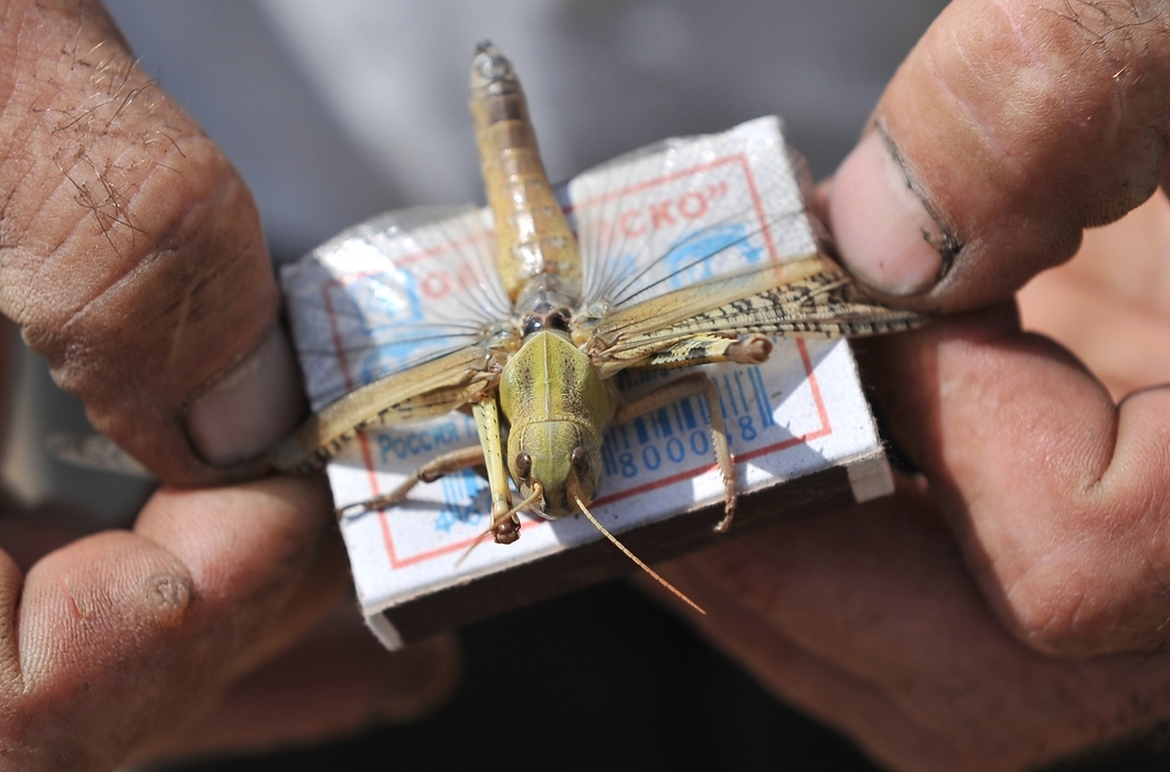 жизнь чай чудо щука шить саранча. саранча biosyn. саранча меченосец. саранча серая. саранча в анапе.