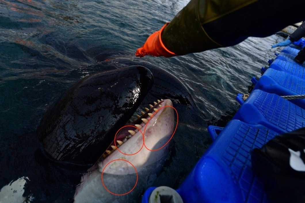 Косаток и белух из «китовой тюрьмы» переведут в Центр