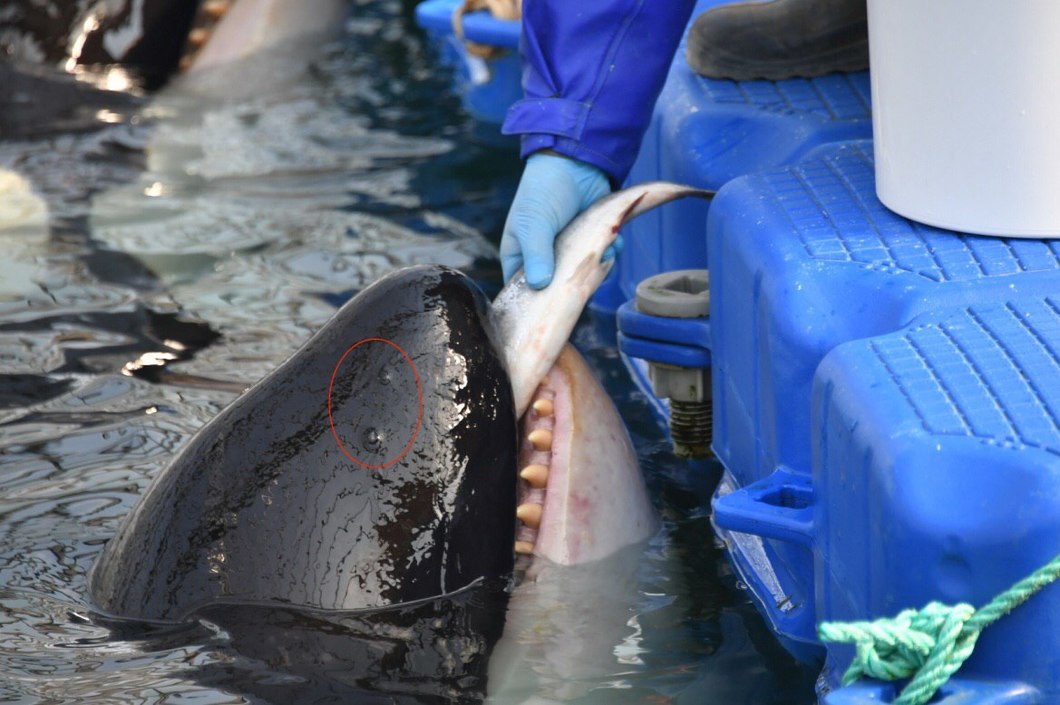 Косаток и белух из «китовой тюрьмы» переведут в Центр