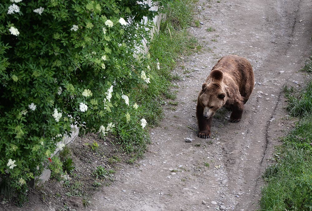 Медведя сочи парк фото