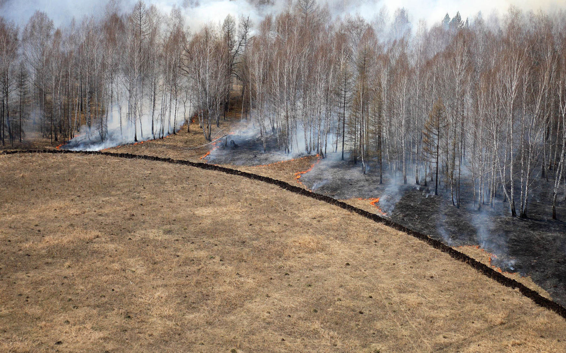 Лес на Байкале вырубка